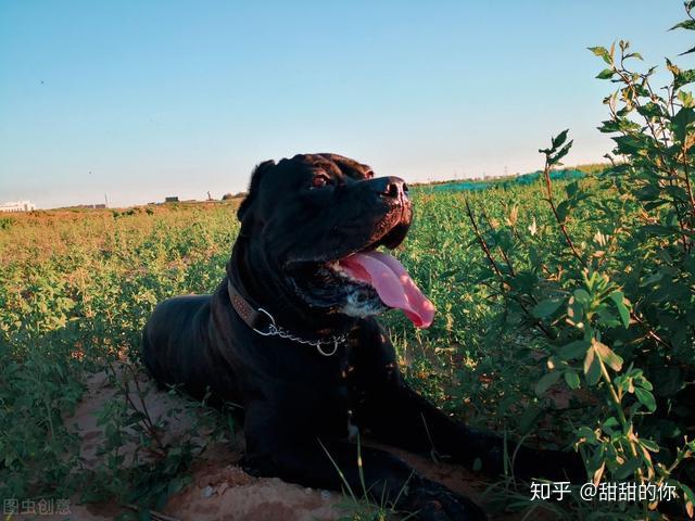 卡斯罗犬的价格，六个月大的市场趋势与影响因素分析